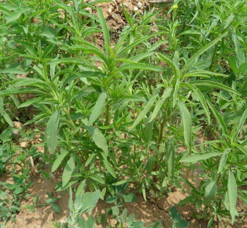 面条菜籽种春秋四季播蔬菜种子菜园
