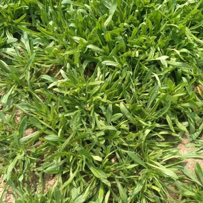 面条菜籽种春秋四季播蔬菜种子菜园