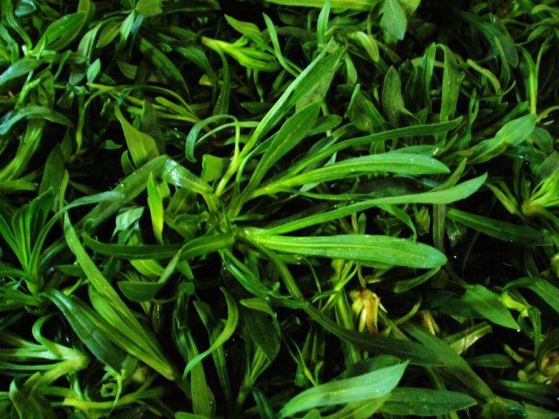 面条菜籽种春秋四季播蔬菜种子菜园