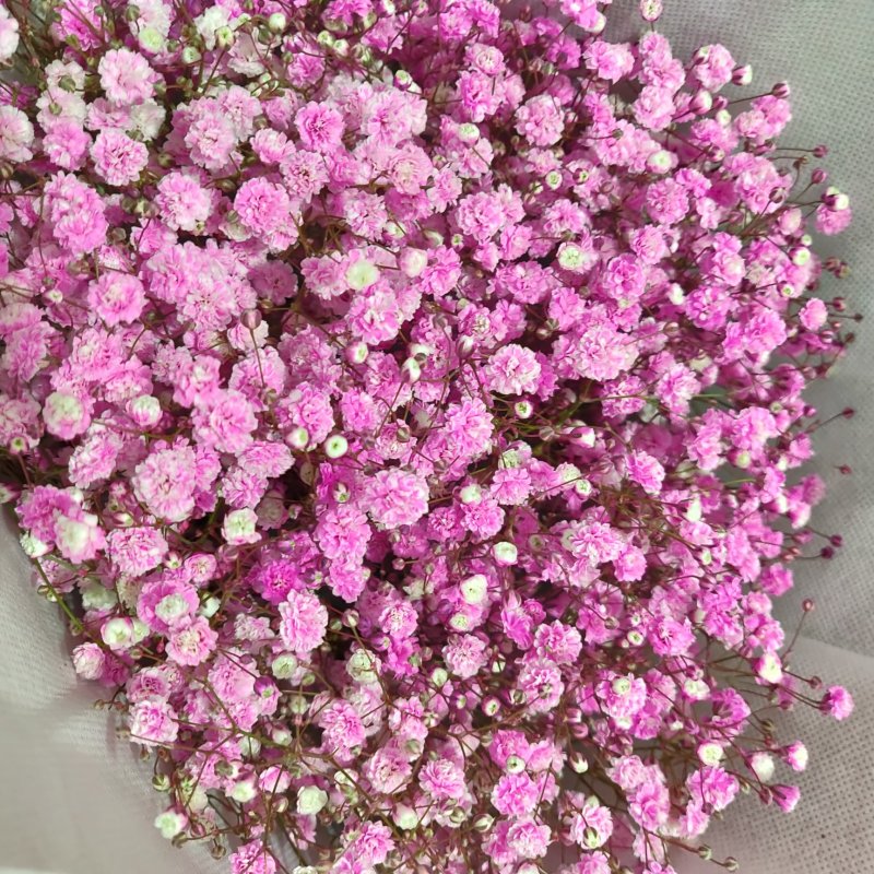 鲜切花