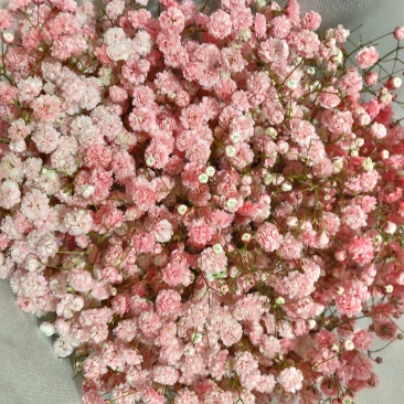鲜切花