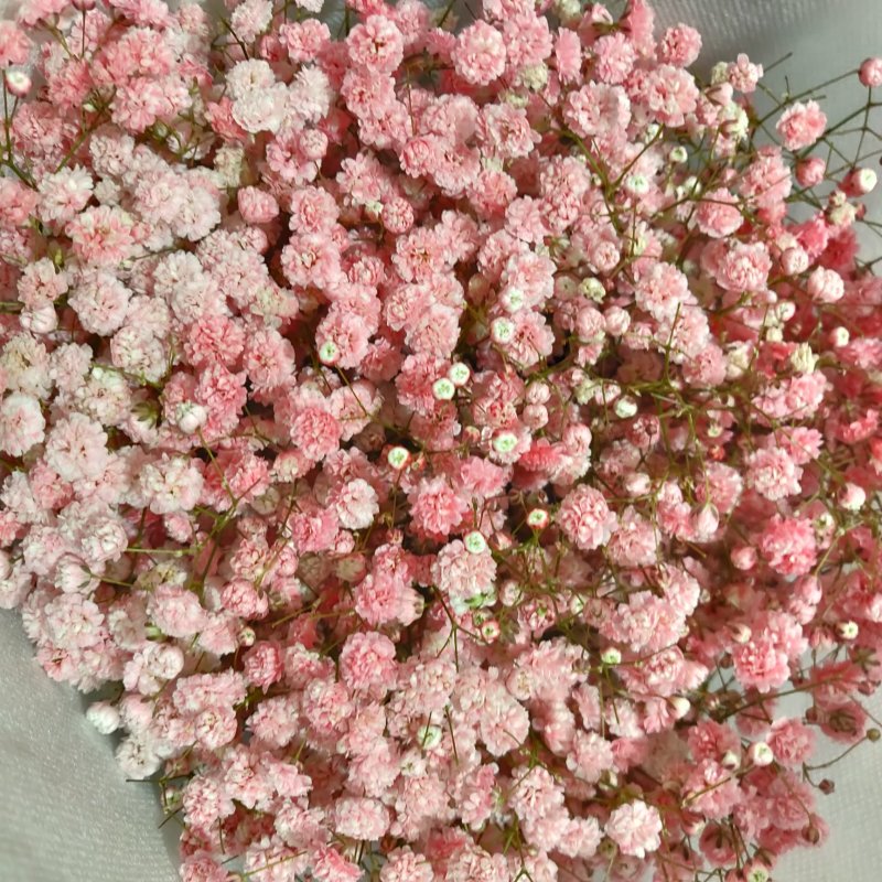 鲜切花