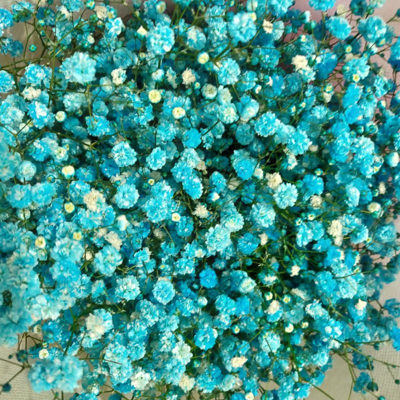 鲜切花