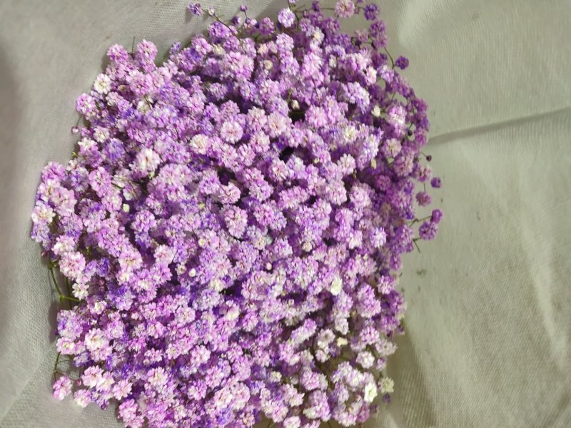 鲜切花