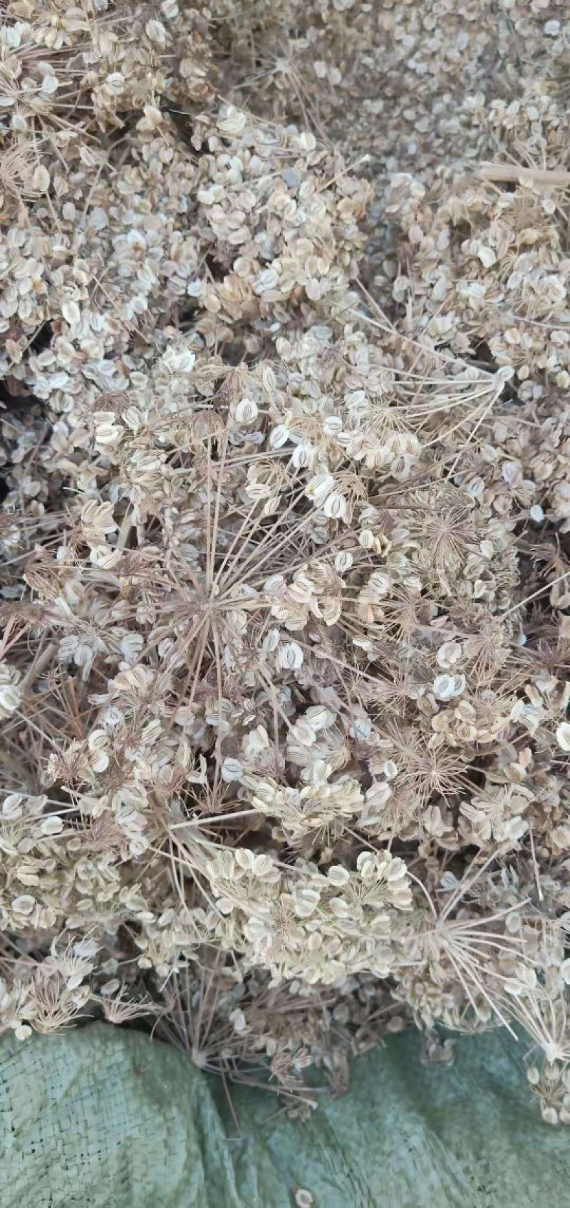 白芷，种子，出芽率%95，签订合同。诚信经营！