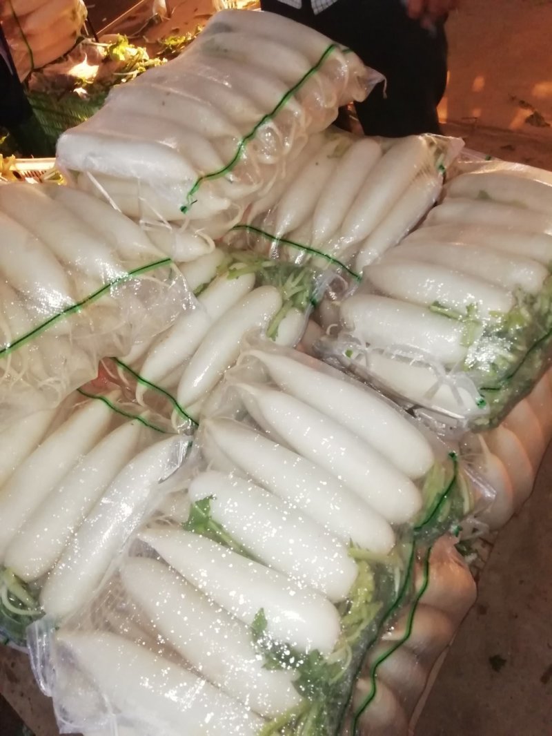 精品白萝卜大量上市了品质保证欢迎选购