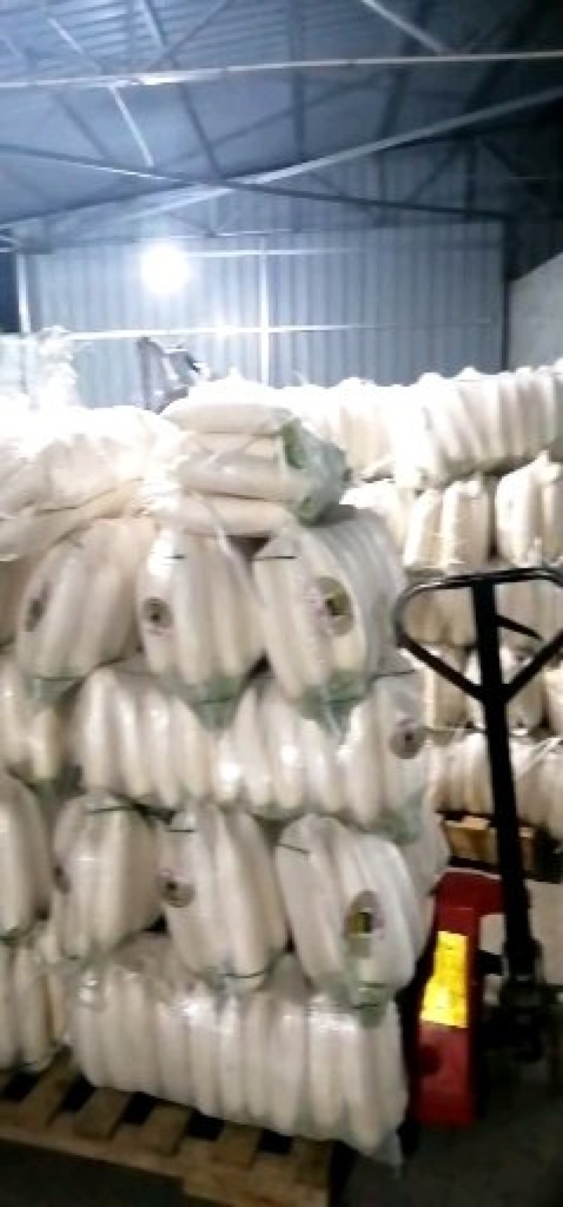 精品白萝卜大量上市了品质保证欢迎选购