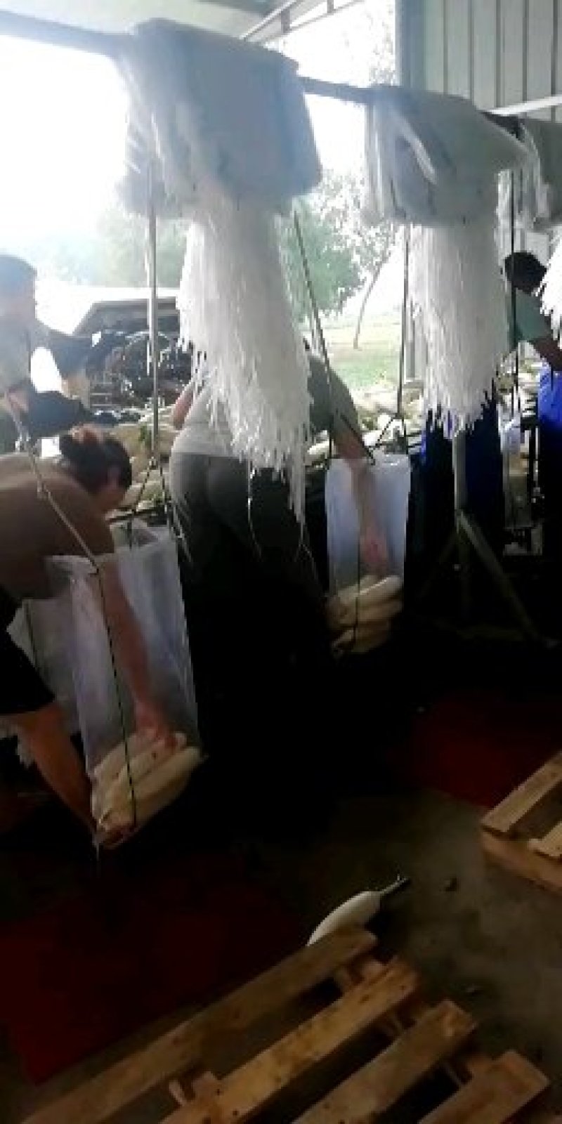 精品白萝卜大量上市了品质保证欢迎选购