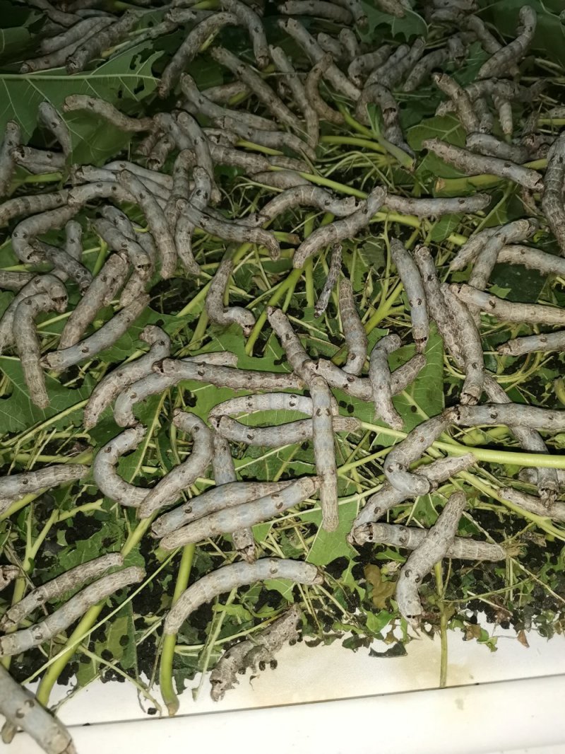 桑叶，桑枝条
