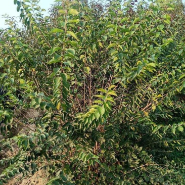 大量供应大棵金银木绿化工程苗
