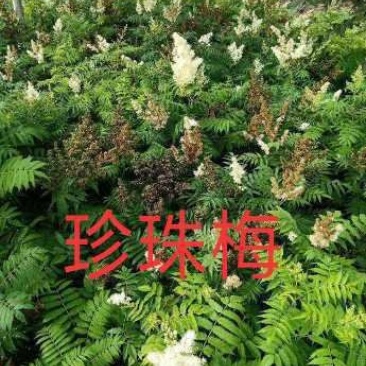 大量供应从生珍珠梅，大棵从生珍珠梅