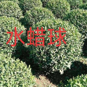 小叶女贞球，精品小叶女贞球