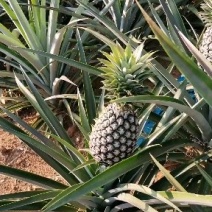 热带水果，金钻，黑钻，凤梨（一年四季不断货）