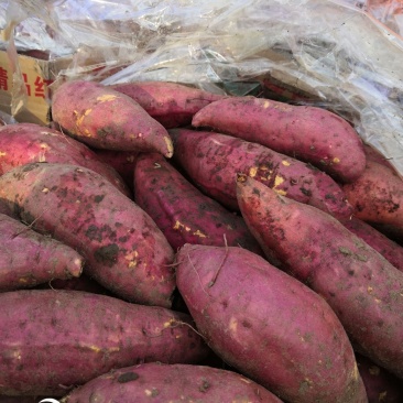 精品红薯西瓜红，品象好，