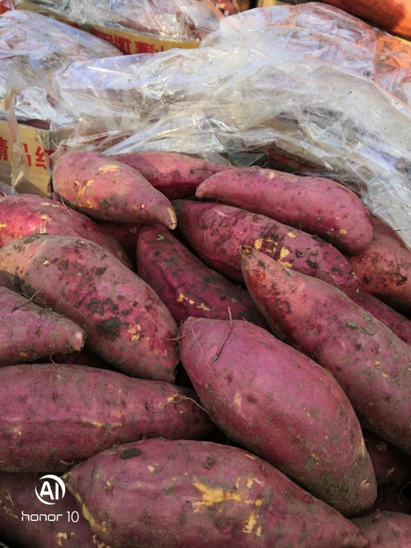 精品红薯西瓜红，品象好，