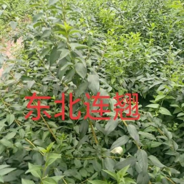 东北连翘，金钟连翘，金边连翘，直立连翘