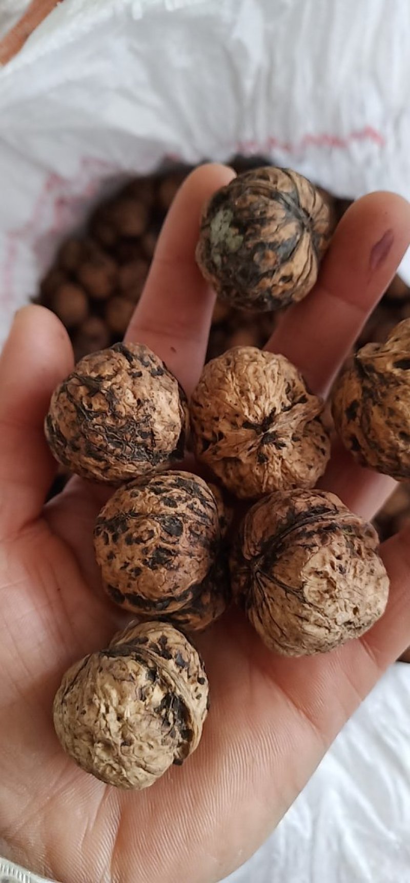 大凉山老树核桃