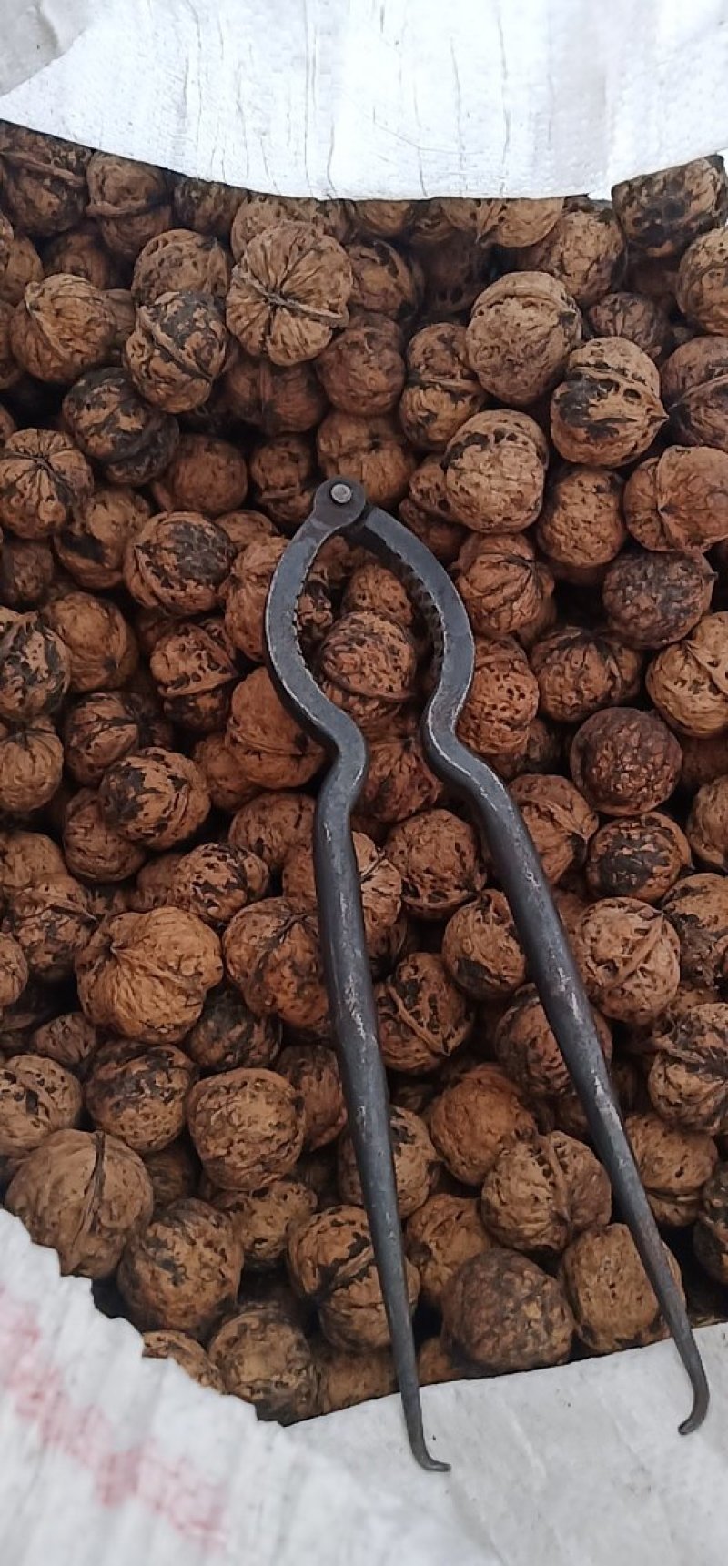 大凉山老树核桃