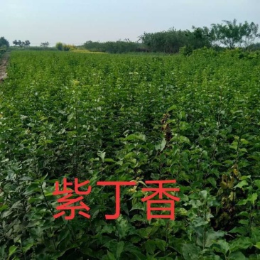 从生紫丁香，从生白丁香，从生暴马丁香