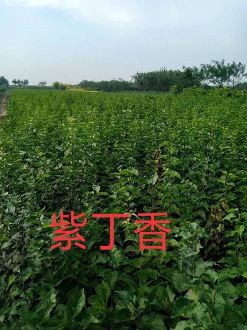 从生紫丁香，从生白丁香，从生暴马丁香
