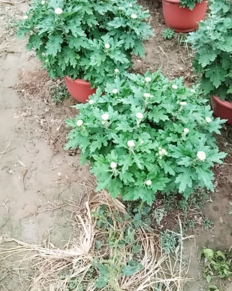 菊花