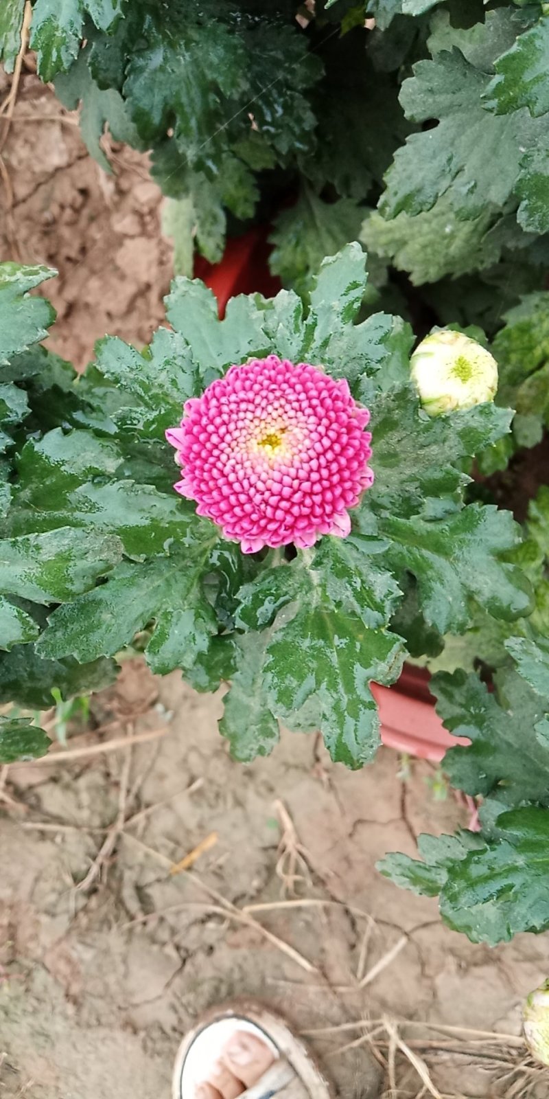 菊花