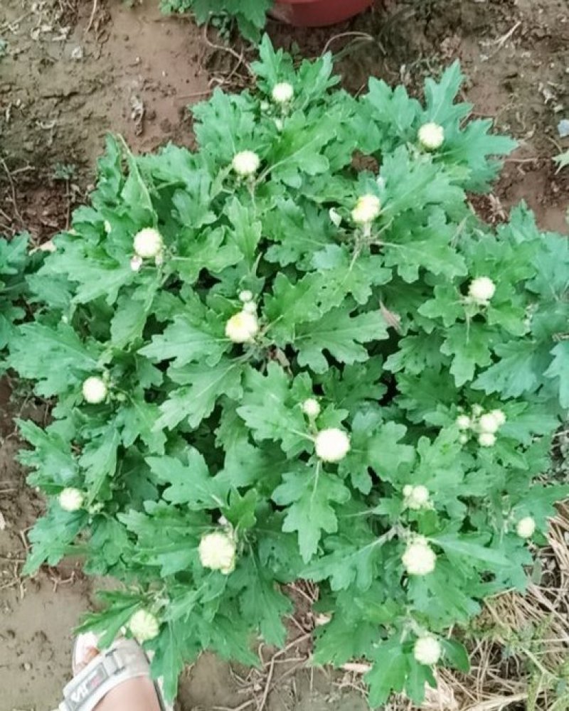 菊花