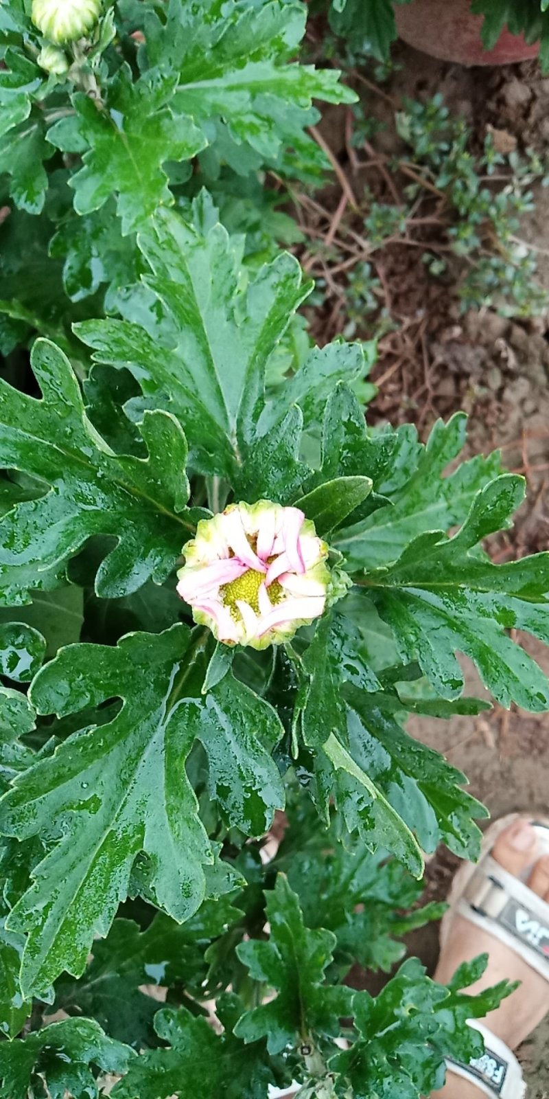 菊花
