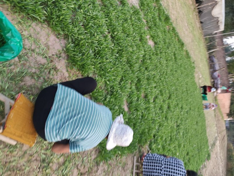 聊城市面条菜种植基地！欢迎实地考察订购！