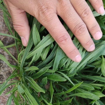 聊城市面条菜种植基地！欢迎实地考察订购！