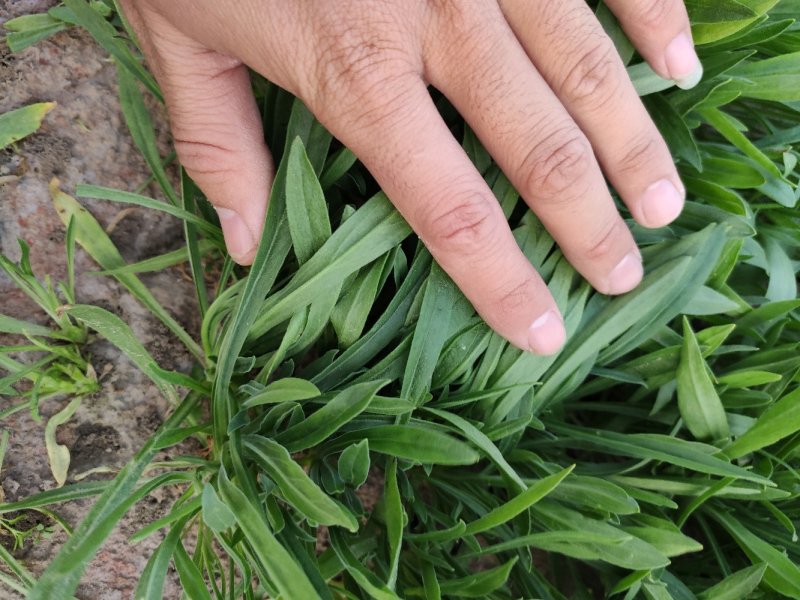 聊城市面条菜种植基地！欢迎实地考察订购！