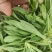 聊城市面条菜种植基地！欢迎实地考察订购！