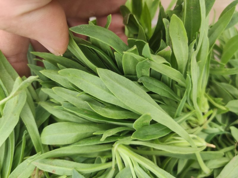 聊城市面条菜种植基地！欢迎实地考察订购！