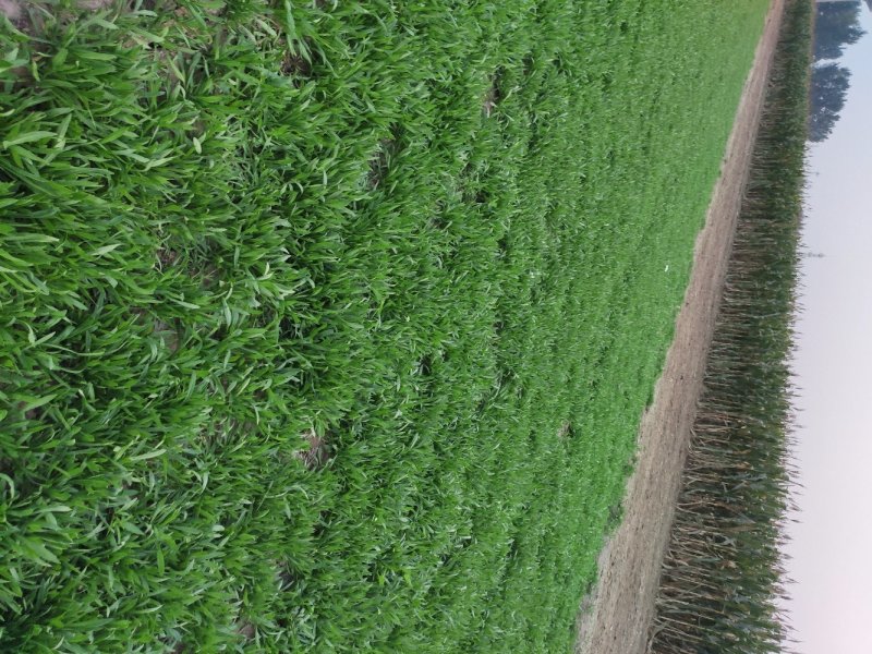 聊城市面条菜种植基地！欢迎实地考察订购！