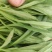聊城市面条菜种植基地！欢迎实地考察订购！