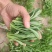 聊城市面条菜种植基地！欢迎实地考察订购！