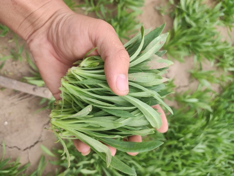 聊城市面条菜种植基地！欢迎实地考察订购！