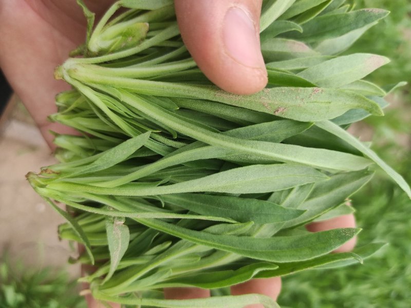 聊城市面条菜种植基地！欢迎实地考察订购！