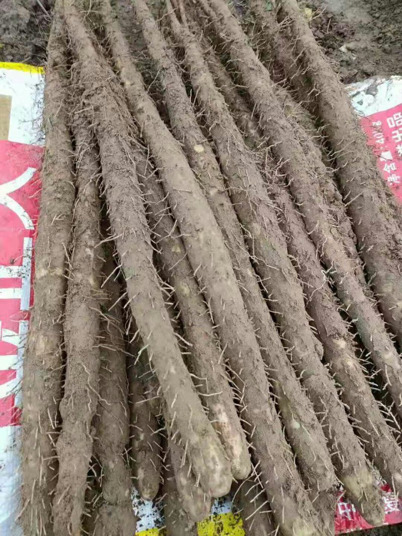 编号豪03新鲜小白嘴白山药基地供应！{武氏果业}