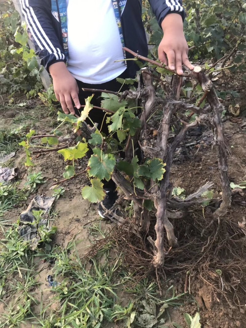 占地葡萄树，1~5公分，苗圃直发，常年供应