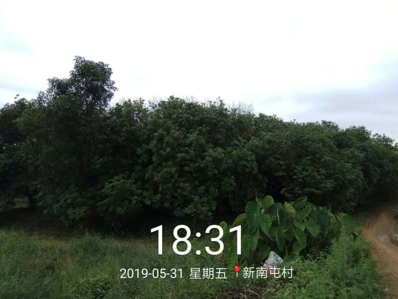 杨梅树