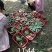 杨梅树