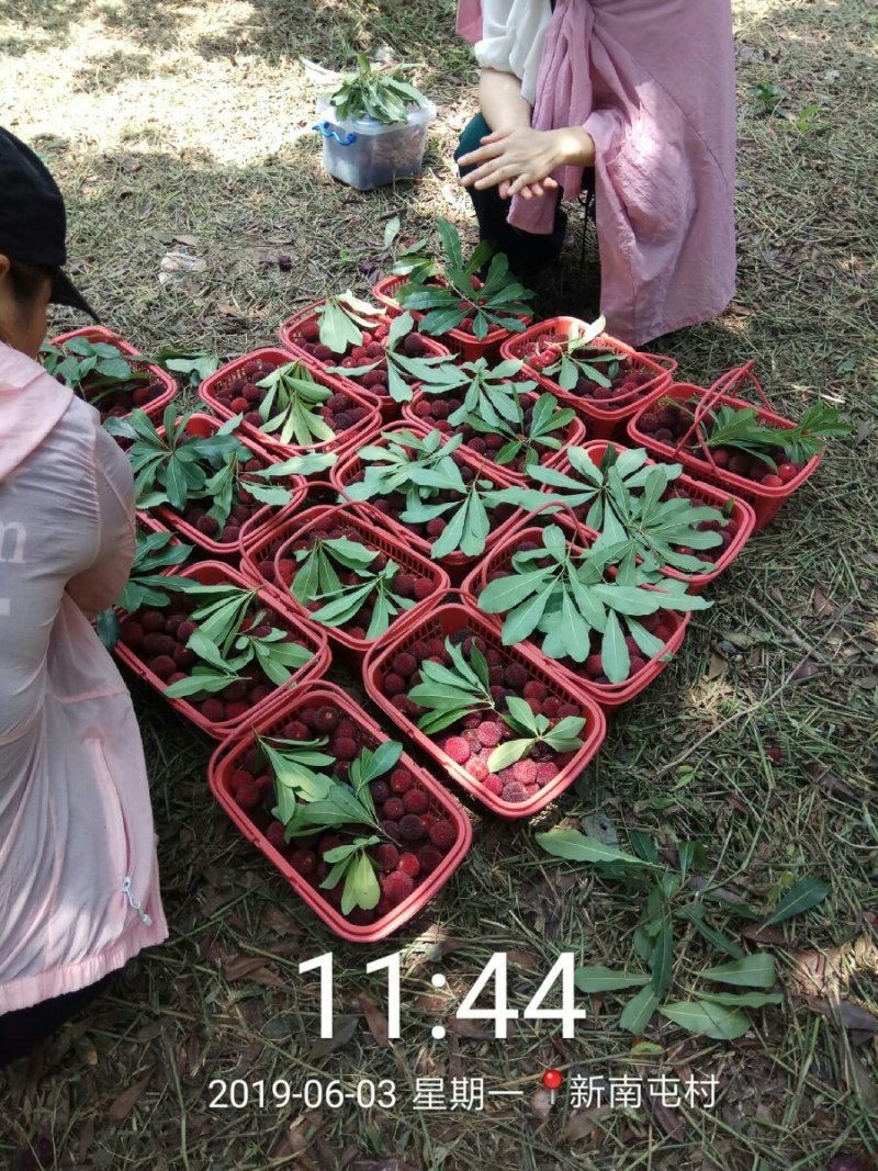 杨梅树