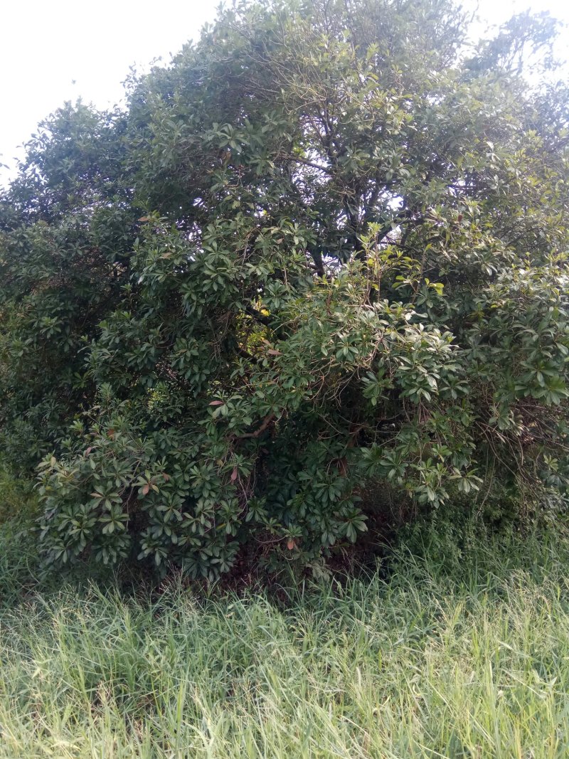 杨梅树