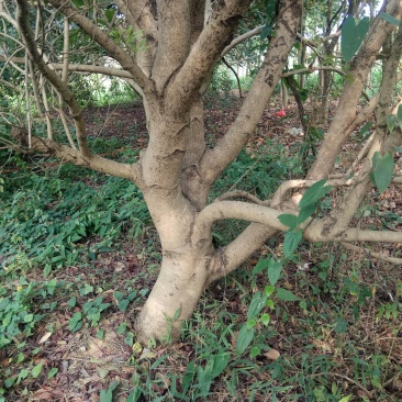 杨梅树