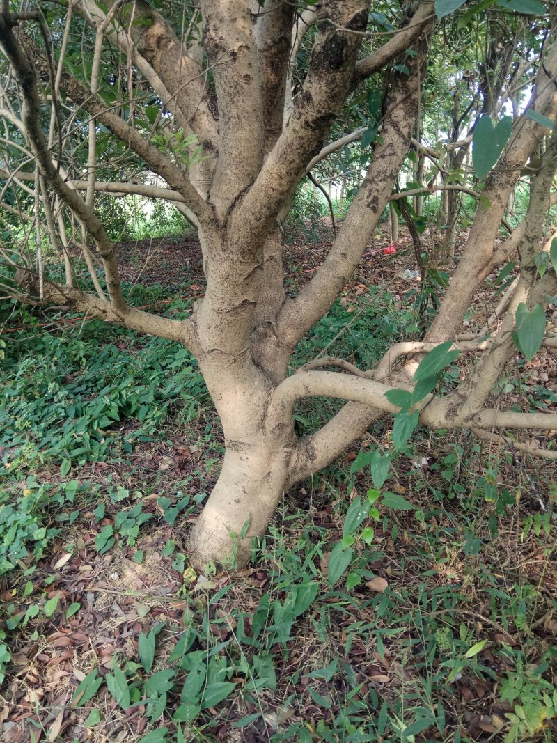 杨梅树