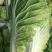 白菜4~6斤净菜三号黄心菜6075白菜大量现货上市中
