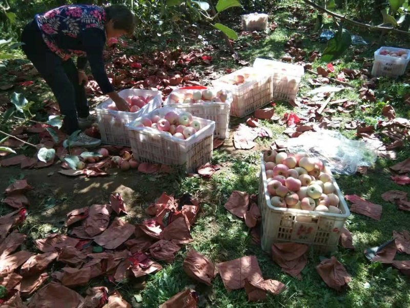 苹果红富士苹果