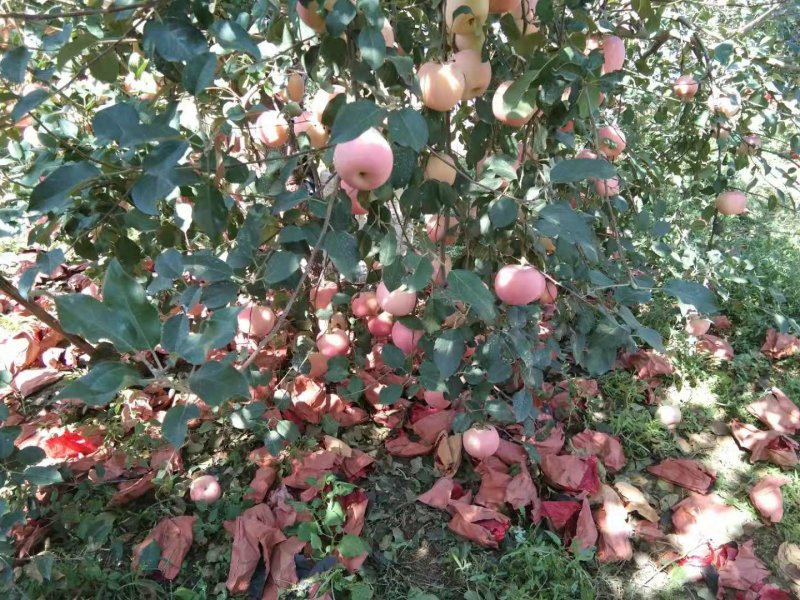 苹果红富士苹果