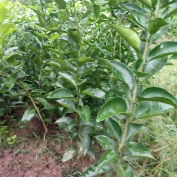 药枳壳苗